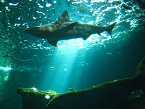 Requin nageant dans de l'eau bleue